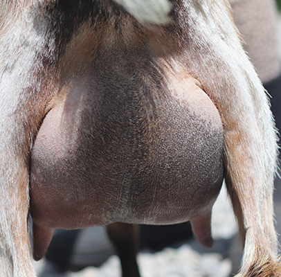 Lesperance Pinto Bean 